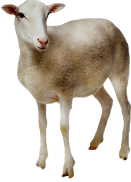 ovcaa